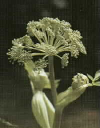 ANGELICA
