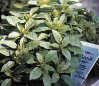 BASIL, FRENCH (Ocimum basilicum var album)