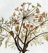 FENNEL, SWEET {Foeniculum vulgare)