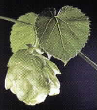 HOPS
