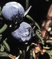 JUNIPER BERRY