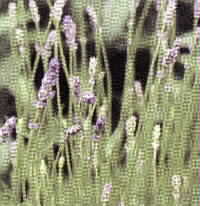 LAVENDER, Highland
