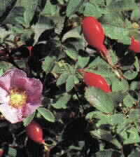 ROSE (Egyptian)