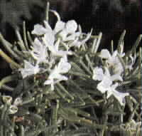 ROSEMARY